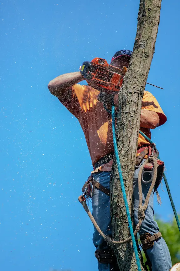 Illustration of a logger at height